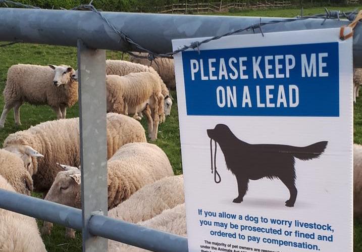 Lambing season at risk as dog attacks on livestock rise (Photo: Warwickshire Rural Crime Team)