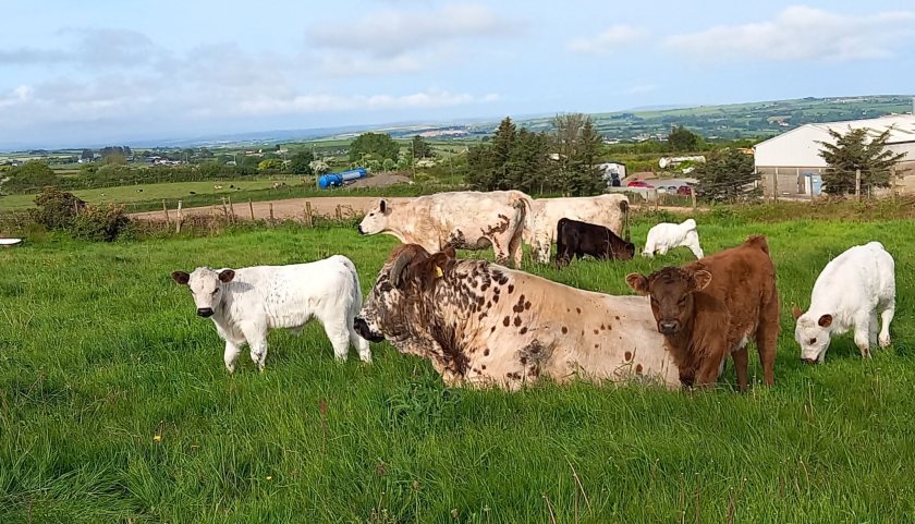 Conservationists warn vital native cattle genetics are at risk (Photo: RBST)