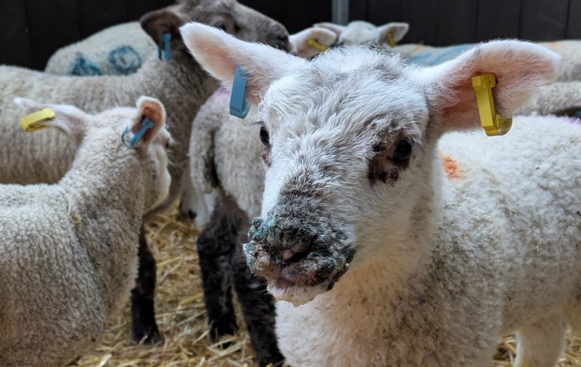 Orf remains widespread across UK flocks, with most farms affected