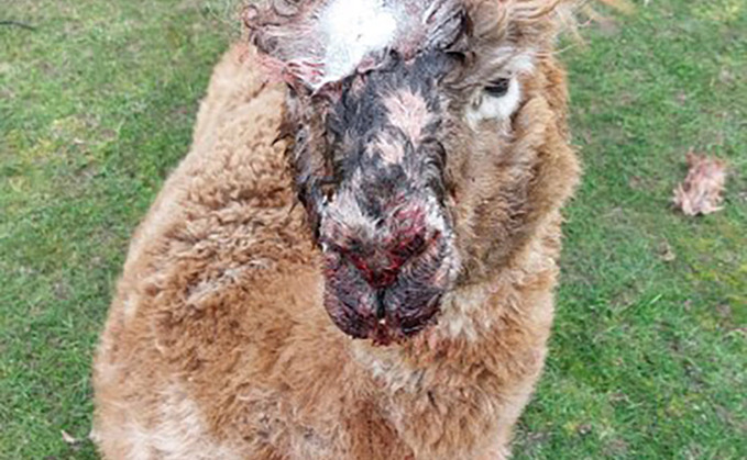 Two alpacas were left seriously injured following the early morning dog attack