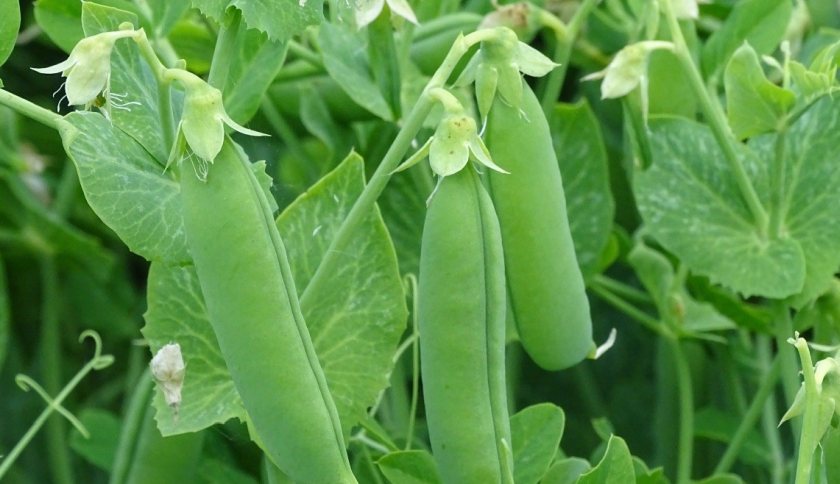 Pea crops are facing rising virus pressure, with losses estimated at up to £65 million a year