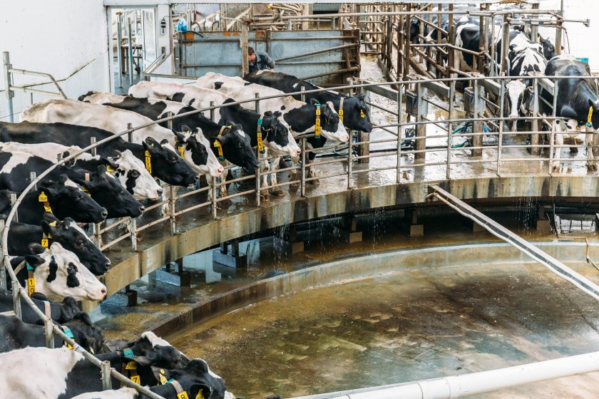 Dairy cows in a milking parlour as farmers are urged to share views on milk pricing and contracts
