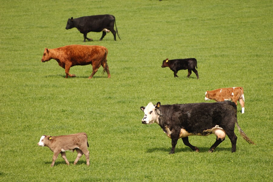 Beef producers face rising costs despite the arrival of support funding (Photo: NFU Scotland)