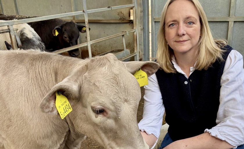 “Beau Vine” the cow was approved for a waste licence in seconds