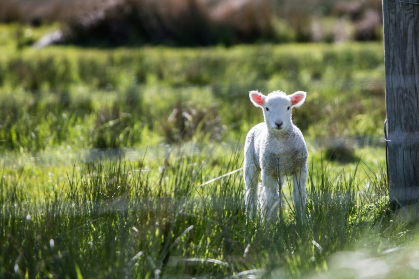 Livestock losses mount as rural crime continues to impact Scotland’s farms (Photo: Rod Long)