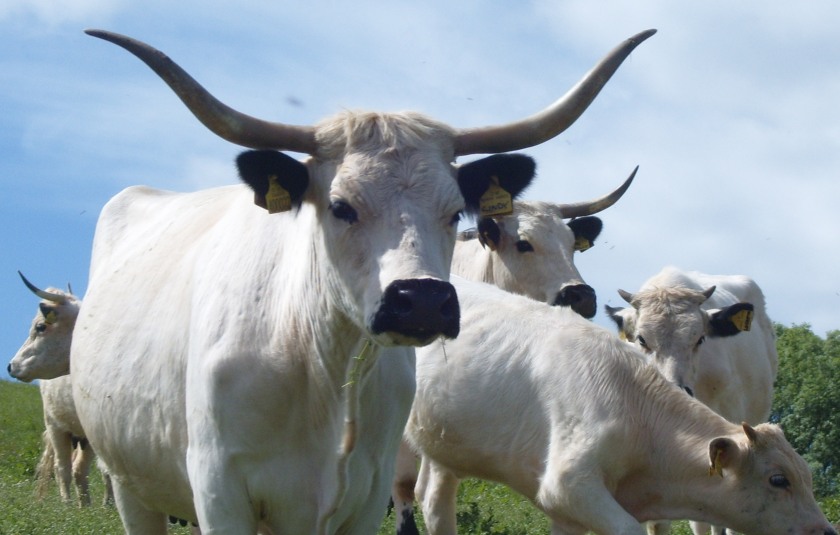 One of Britain's oldest cattle breeds faces renewed survival threat