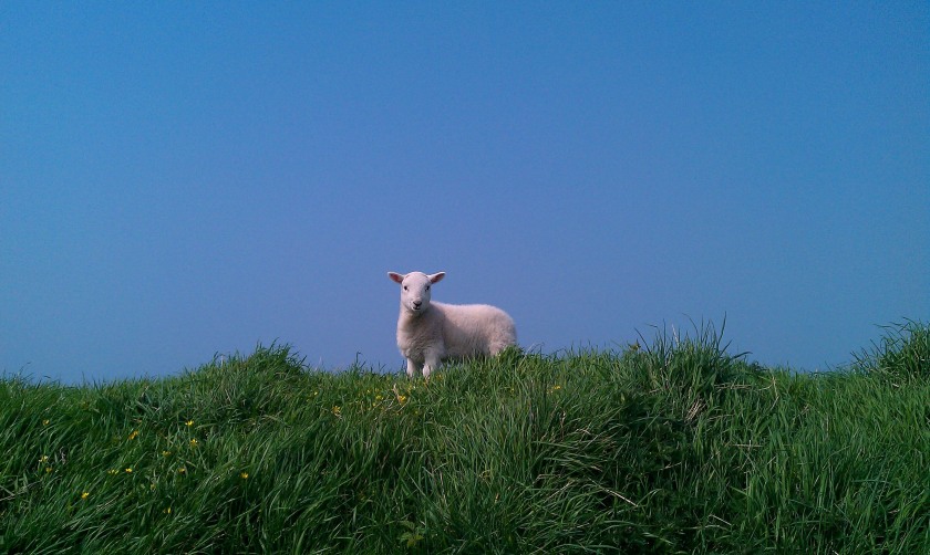 Eight Welsh beef and sheep farms have joined a major initiative to track carbon and emissions