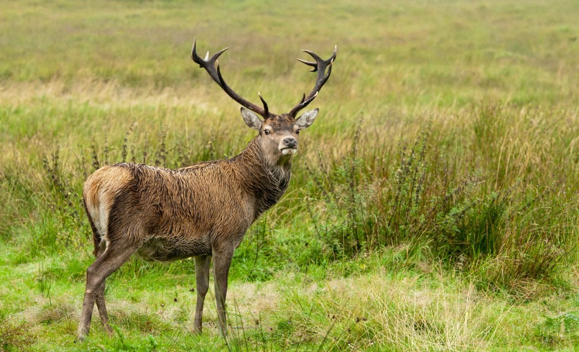 Researchers tested hundreds of wild deer to better understand TB risk in southwest England