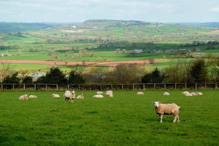 The NSA Graziers List connects sheep farmers with landowners across the UK