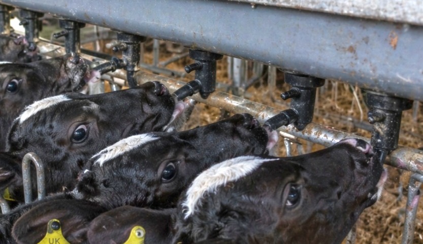 Calf feeding strategies under review as farmers face tighter margins