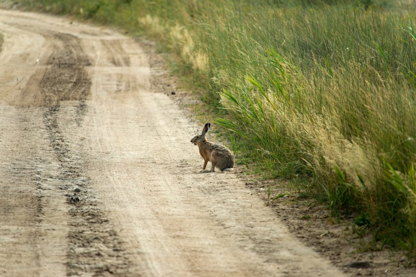 Farmers face ongoing damage and disruption from illegal hare coursing