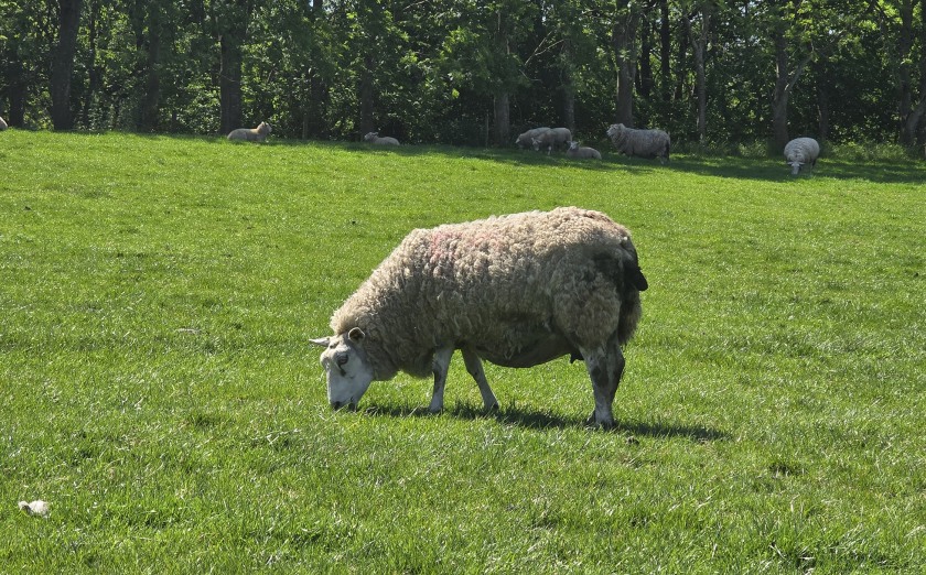 Research highlights significant savings from protecting ewes against common abortion pathogens