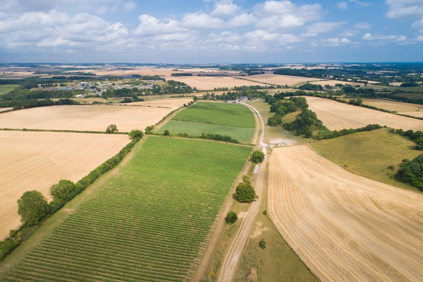 Muston Farm combines a 30-acre vineyard with pasture and river meadows in Dorset