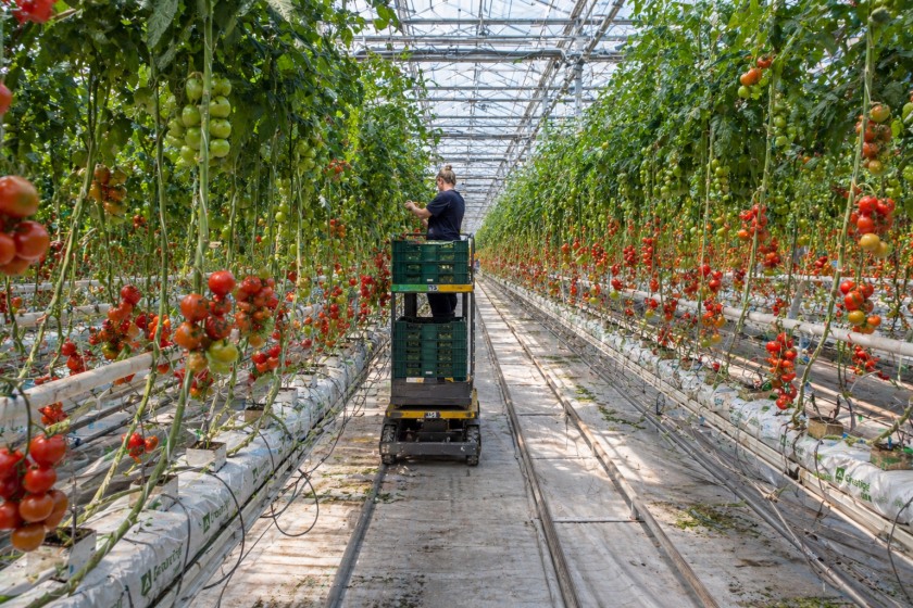£150m Essex greenhouse approved in boost for UK food security