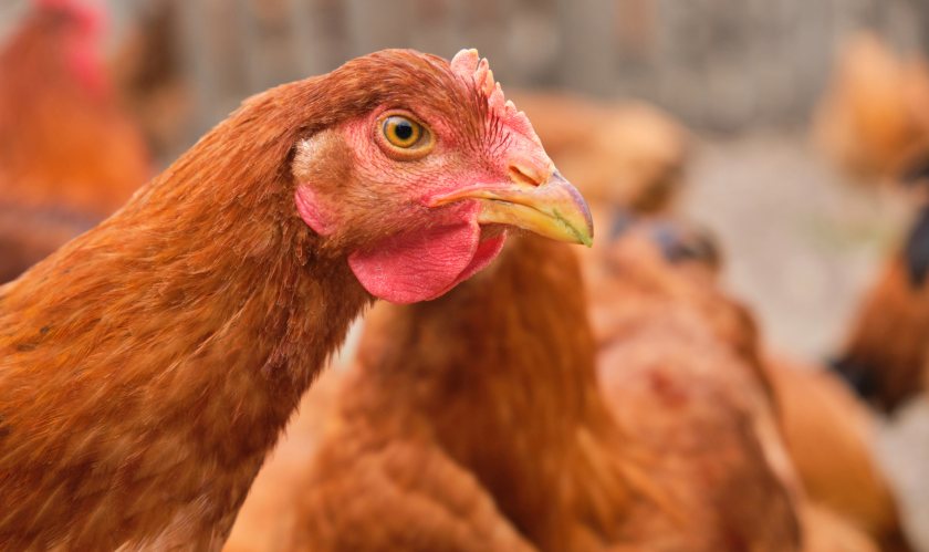 Calls are growing to end the use of enriched cages for laying hens in the UK