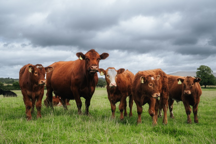 Tight cattle supplies continue to shape Scotland’s beef market outlook