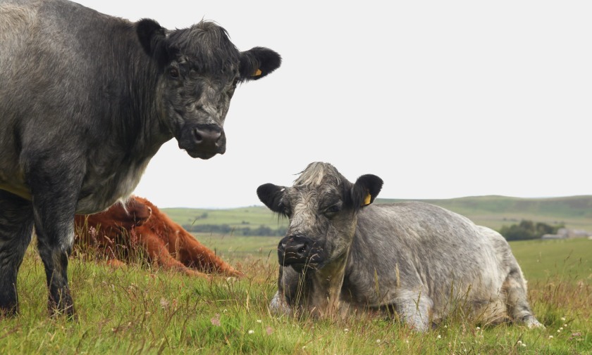 Strong cattle and dairy prices helped drive a surge in farm profits
