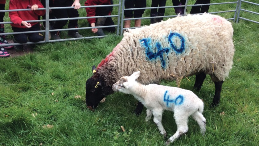 Young learners meet sheep up close through the agricultural education initiative (Photo: South of England Agricultural Society)