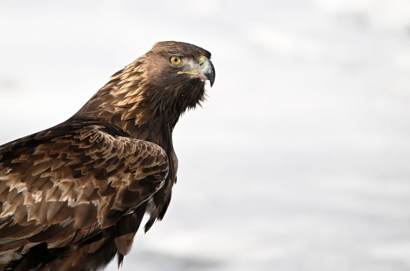 Farmers push back on plans to bring back golden eagles