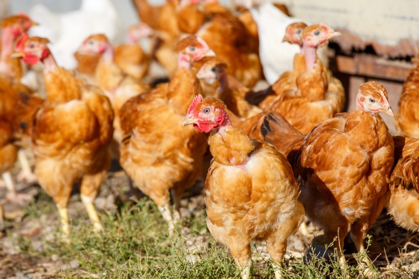 Campaigners say progress towards cage-free egg production remains too slow across the global food industry