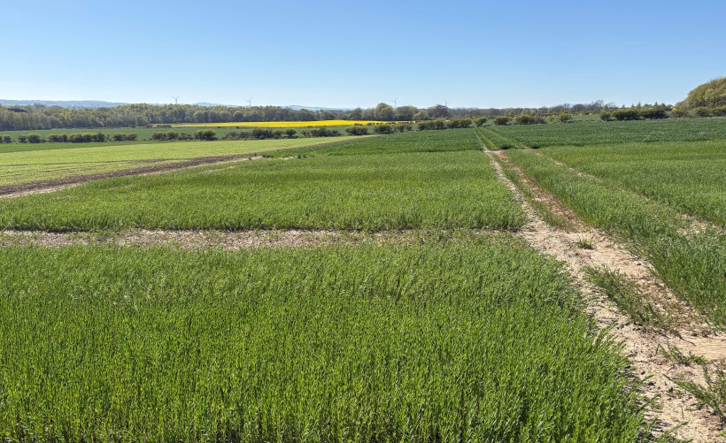 Premium Crops says winter linseed is becoming an increasingly attractive alternative to oilseed rape