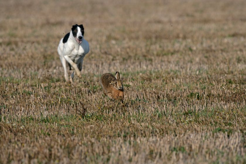 Rural organisations say hare coursing continues to cause fear and damage across farming communities