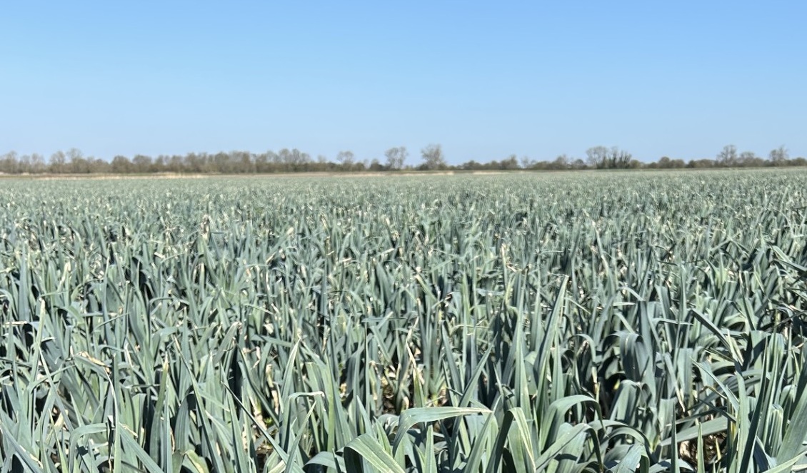 Disease pressures including thrips and fusarium are becoming more difficult to manage as chemical options decline