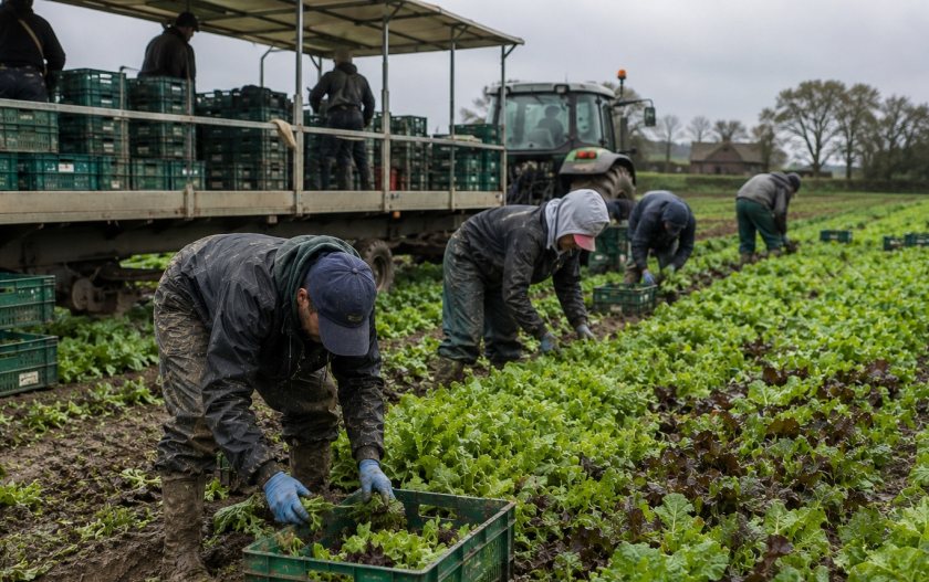 Horticulture businesses continue to face pressure from labour shortages, rising costs and overseas competition