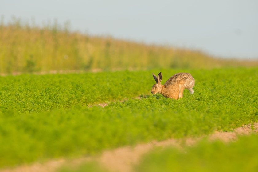 Farmers say organised hare coursing gangs are leaving rural communities living in fear