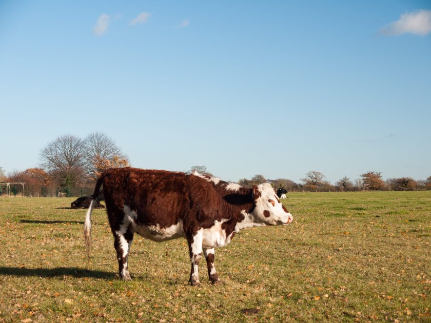 Beef farmers warn national herd under threat after price falls