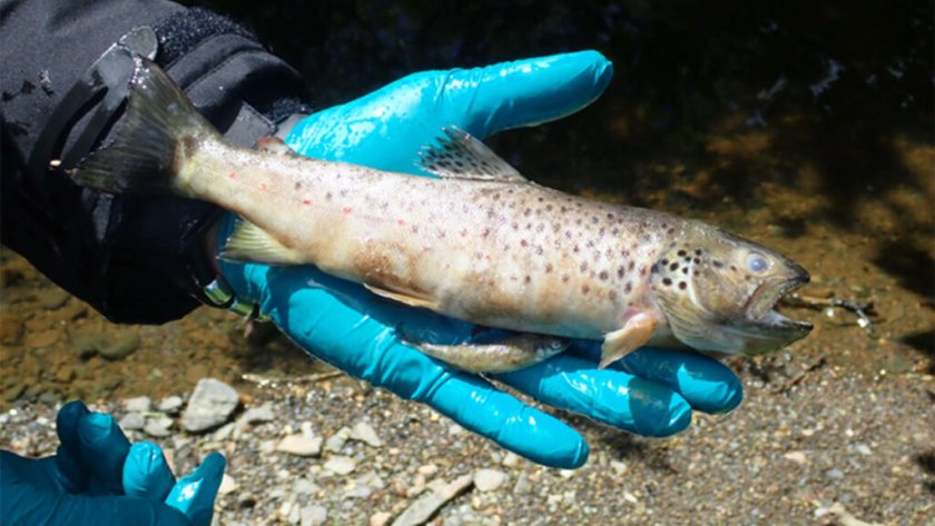 The Environment Agency said fish populations had still not recovered two years after the pollution incident (Photo: EA)