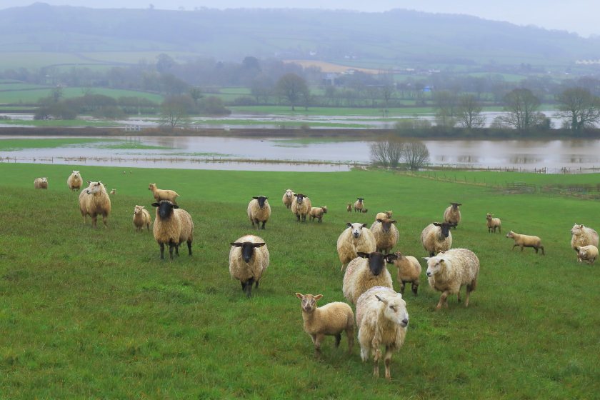 Climate advisers say domestic food production must be protected as weather extremes intensify across the UK