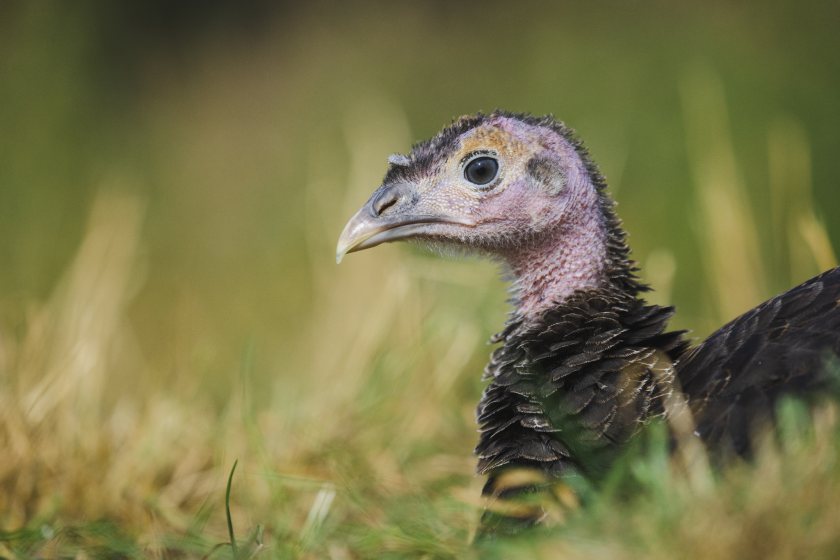 Turkey farms will need stronger disease contingency plans under updated welfare standards