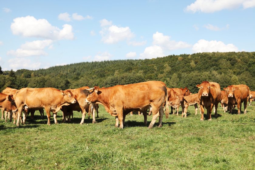 The NFU says falling cattle prices and rising costs are damaging confidence across the beef sector