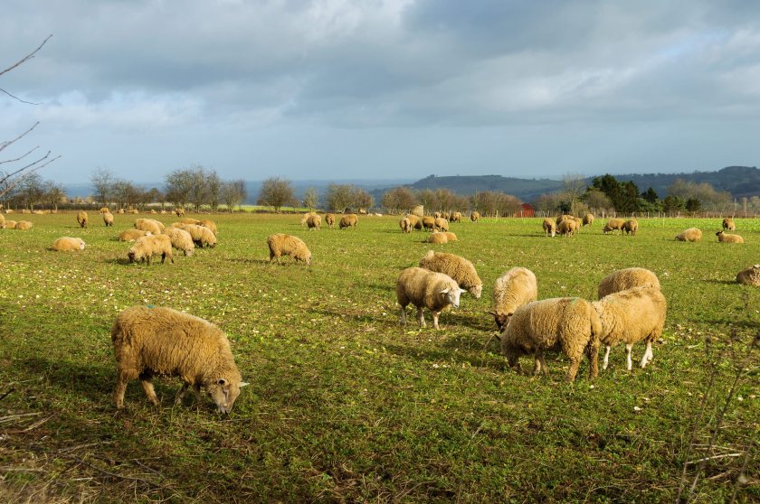The Gulf region is already the UK’s largest non-EU market for sheep meat exports