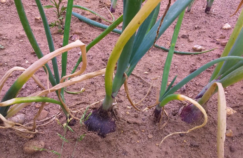 Fusarium Basal Rot can destroy entire onion stores and costs the UK industry millions each year