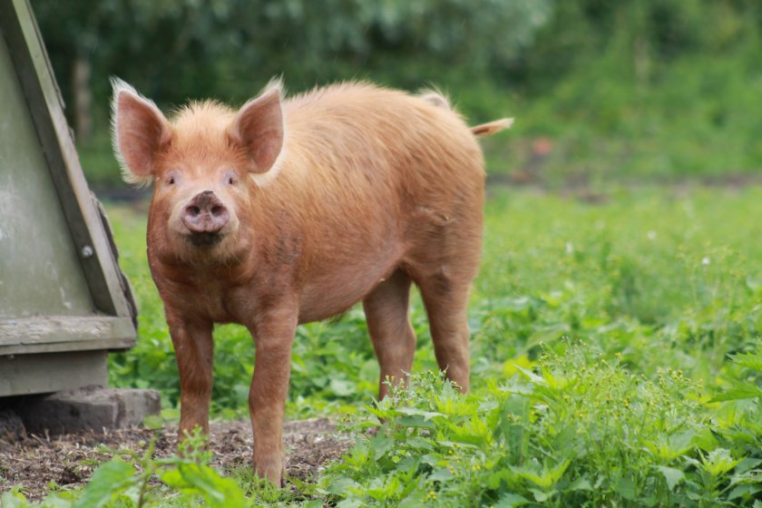 RBST is calling on Defra to ensure new livestock disease rules apply to farms of all sizes (Photo: RBST)