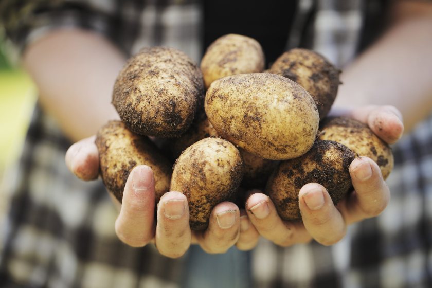 The retailer says its new potato strategy will help support British growers and reduce reliance on imports