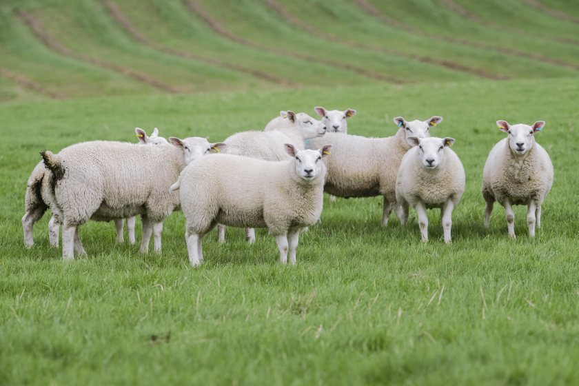 The Sheep Health Survey will remain open for six months and will help shape future QMS research priorities