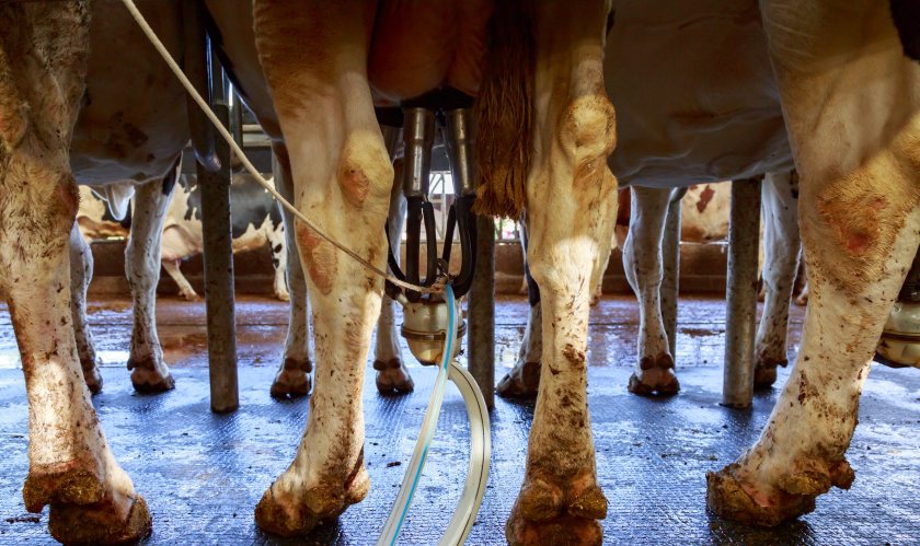 Dairy producers in Wales are under pressure from weak milk prices and rising farm overheads