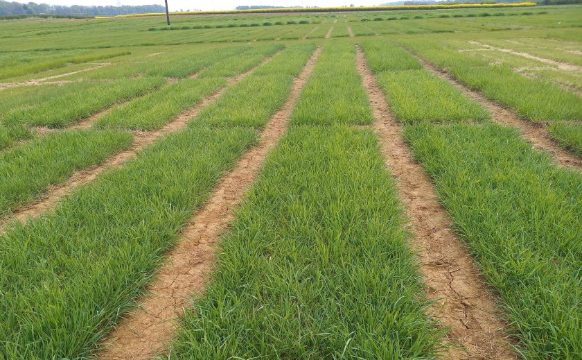 New ryegrass, red clover and lucerne varieties have been added to the latest forage guidance