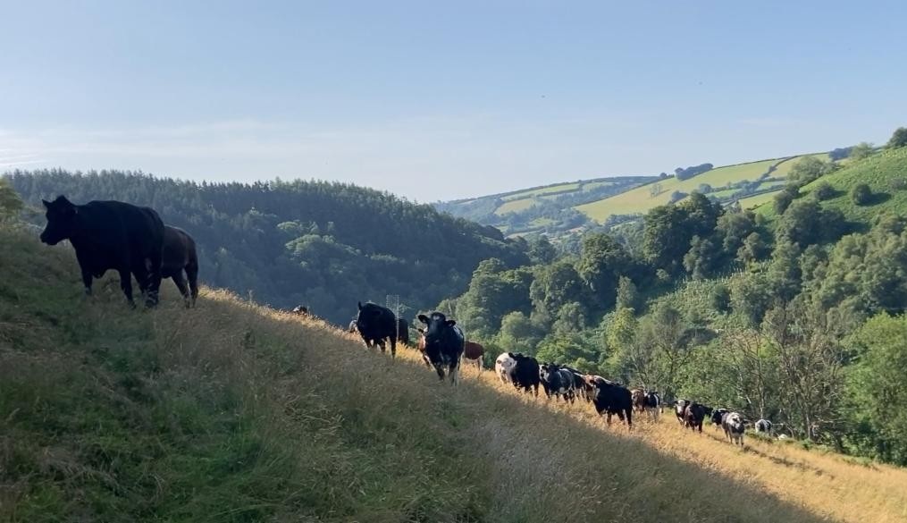 Exmoor National Park Authority will work with farmers to deliver locally focused habitat projects