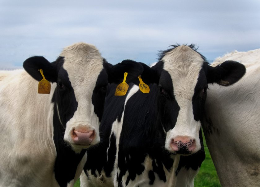 First Milk says lower nutrient-footprint farms can achieve similar milk production levels