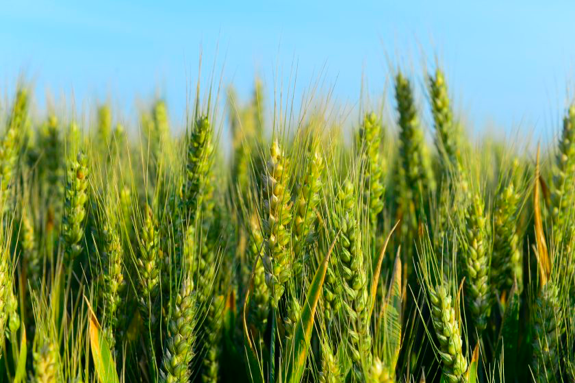 AHDB warns the next two to three weeks will be critical for final yield potential