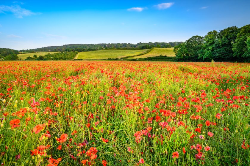 Defra confirms first SFI26 window to open from 30 June