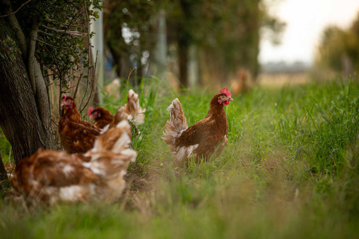 The new Defra scheme aims to strengthen disease prevention on poultry farms
