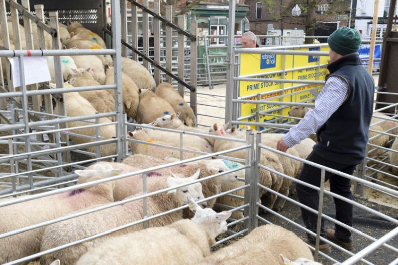 Rising abattoir costs risk knock-on consequences for livestock farmers and local supply chains