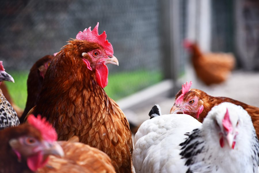 Poultry keepers are being urged to maintain strong biosecurity standards
