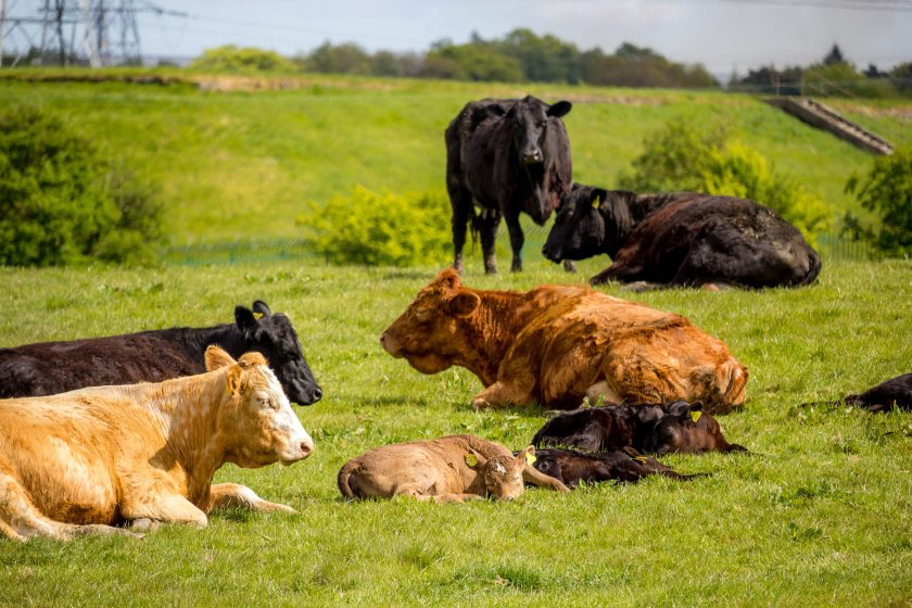Campaigners are calling for import standards to match rules already followed by British livestock producers