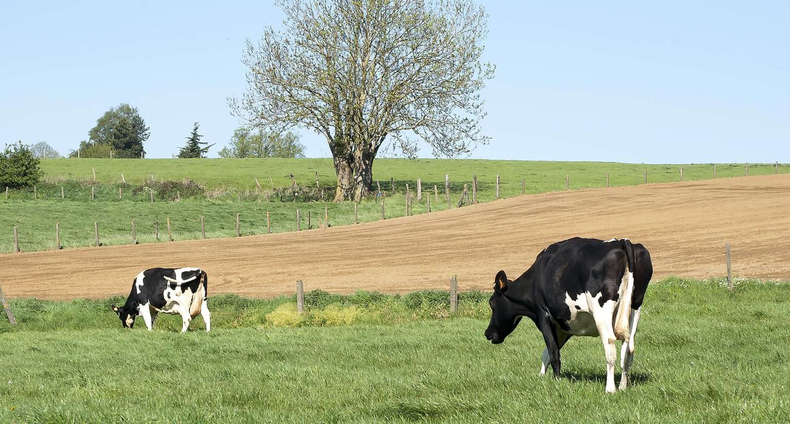Farmers are being urged to prioritise shade, ventilation and clean water access